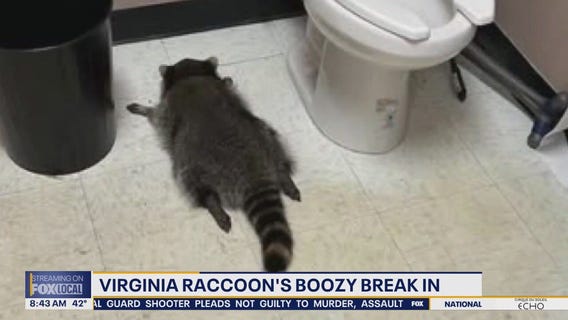 Raccoon breaks into Virginia liquor store, gets drunk, passes out