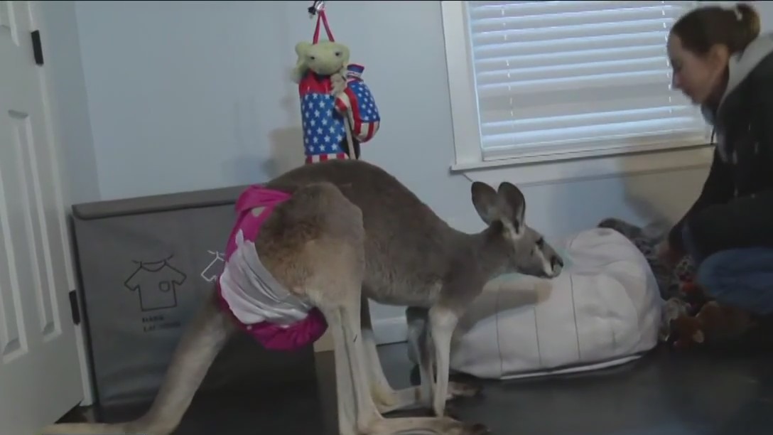 Missing pet kangaroo back home in north Texas