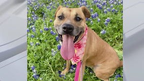 Adopt Bree from Austin Pets Alive!