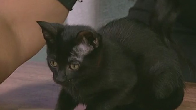 Pet of the Week: Meet Tina