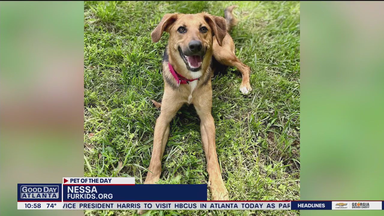 Pets of the Day from Furkids