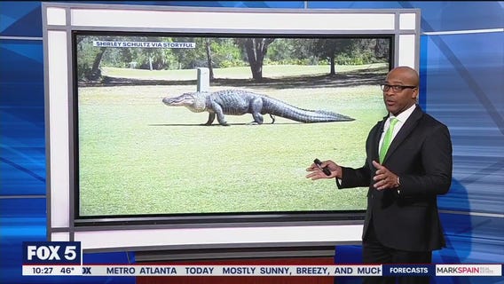 Woman runs into gator roaming golf course