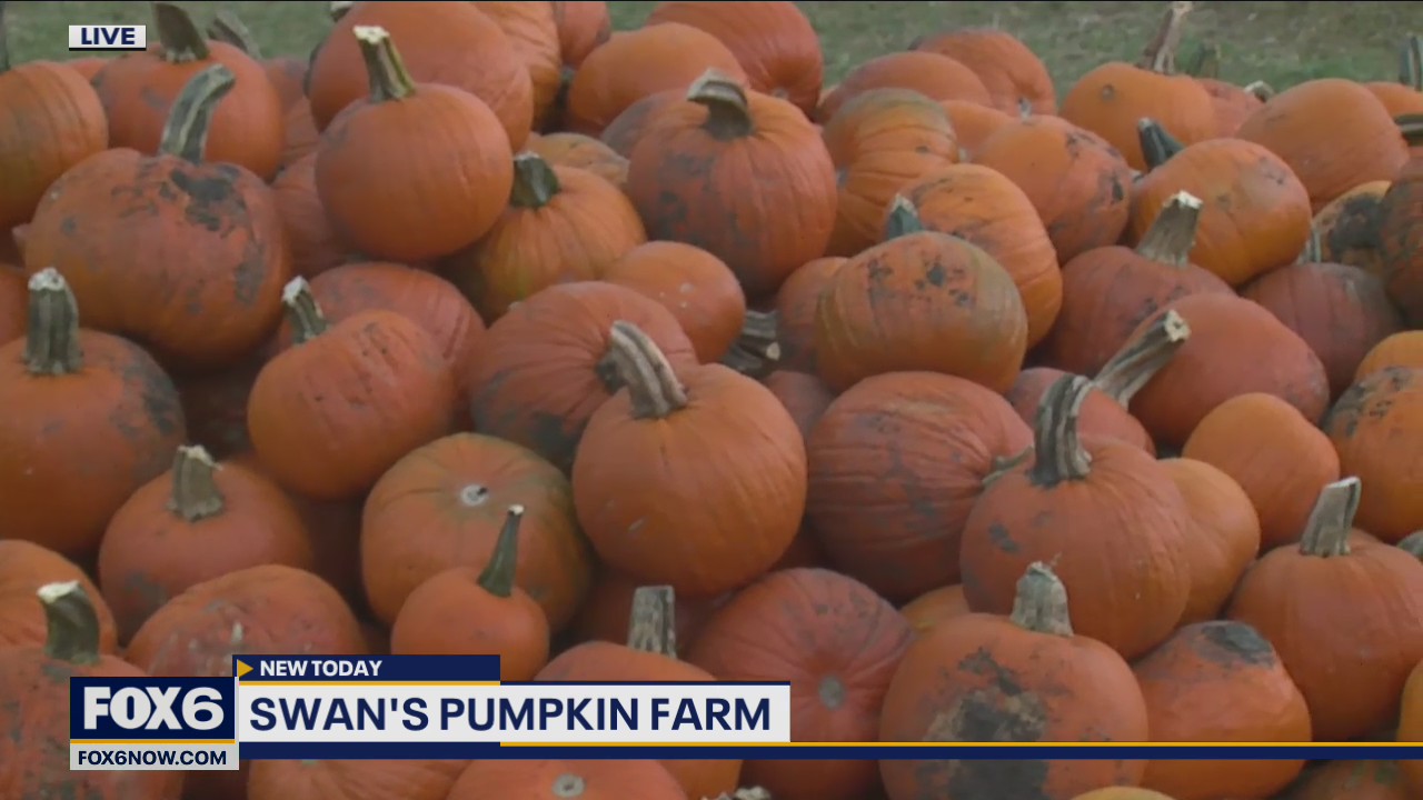 Fall adventures at Swan's Pumpkin Farm