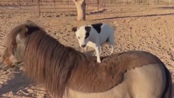 Dog shows off horse-riding skills