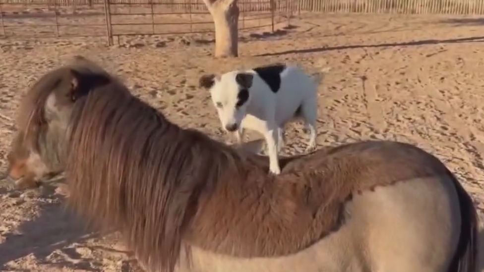 Dog shows off horse-riding skills