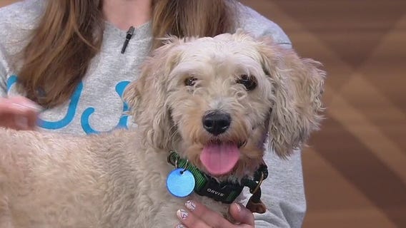 Meet Lil Man: Our Pet of the Day