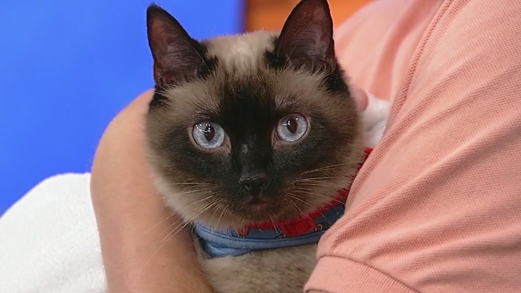 Meet Cricket, Cosmo and Amelia: Our Pets of the Day