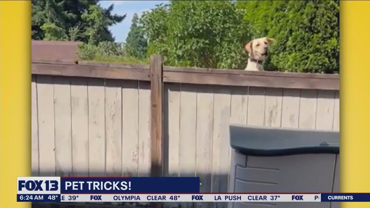 Pet Tricks for Friday, September 29