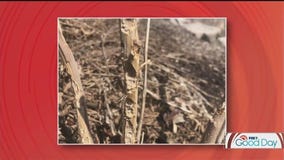 How to tackle landscaping issues caused by critters