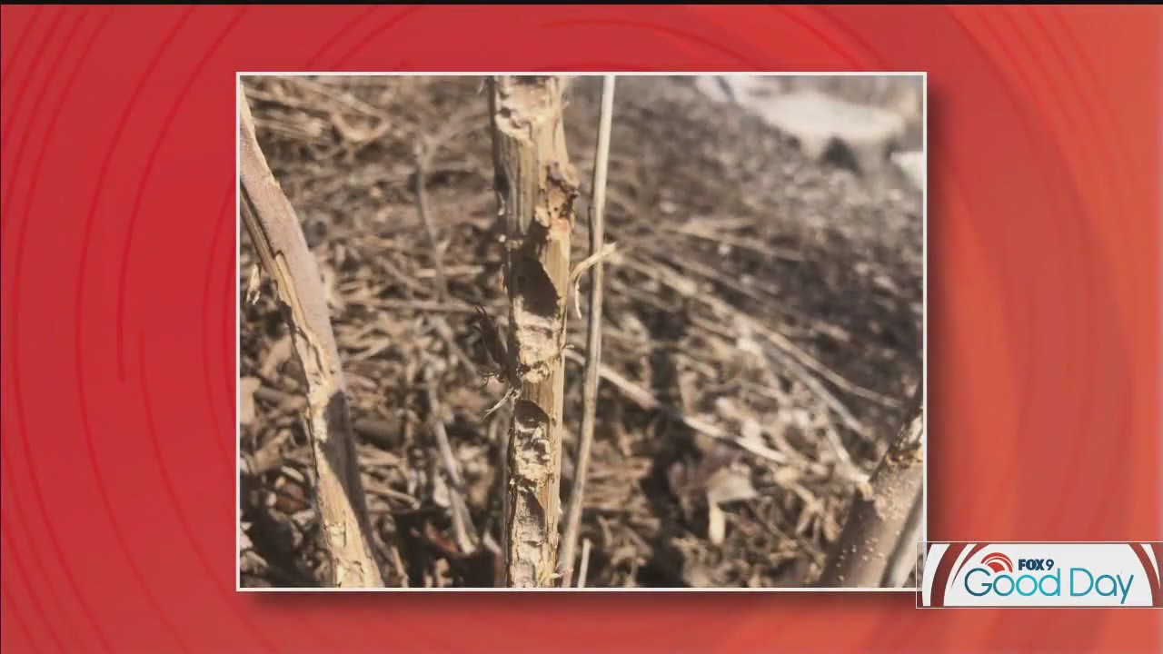 How to tackle landscaping issues caused by critters