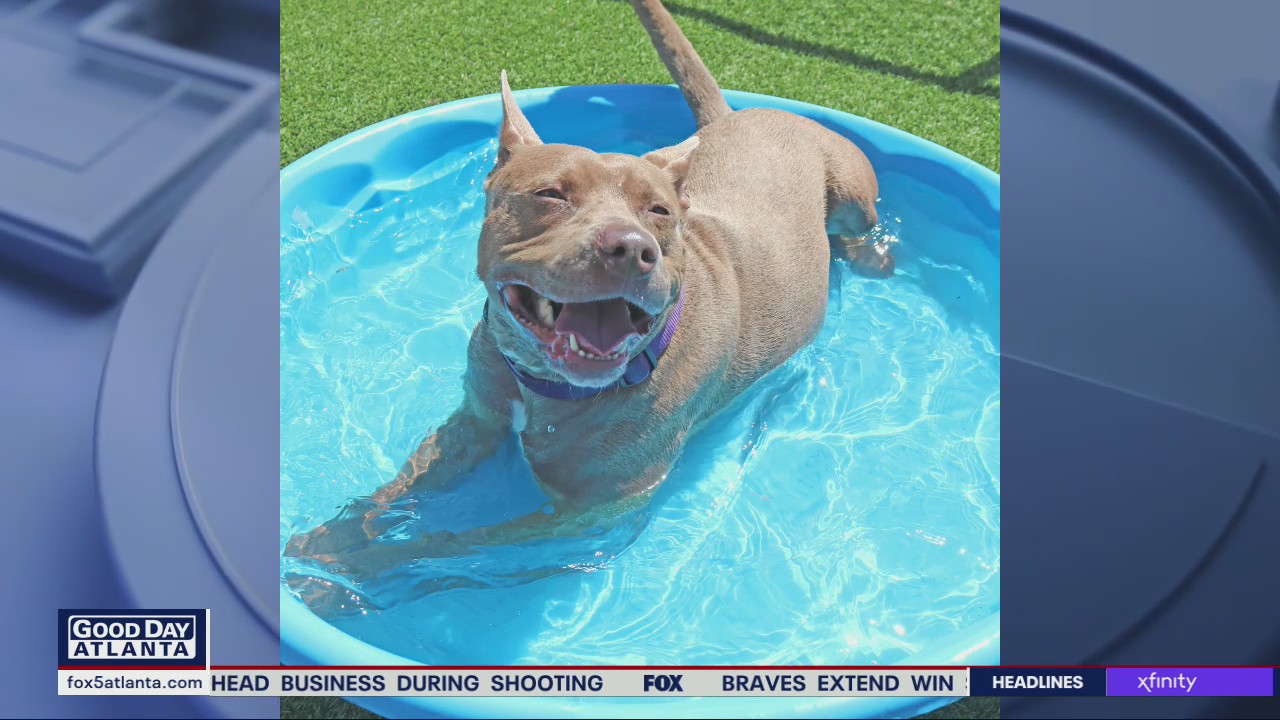 Pet of the Day from the Humane Society of Northeast Georgia