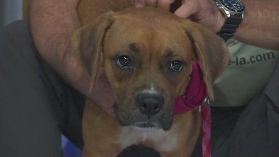 Pet Project: Iris from Boxer Rescue LA