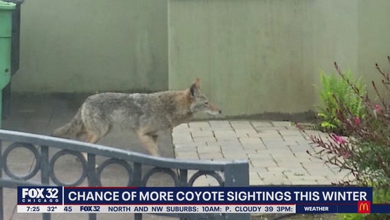 Coyote sightings could increase this winter across the Chicago area
