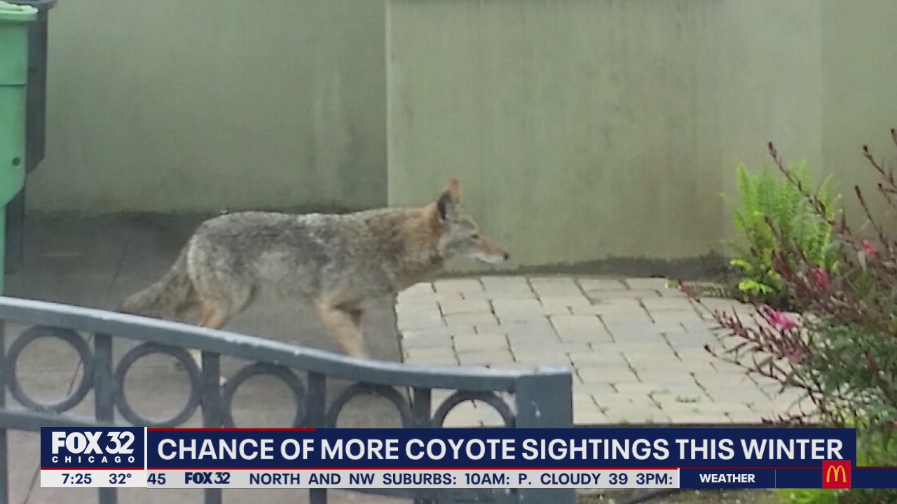 Coyote sightings could increase this winter across the Chicago area