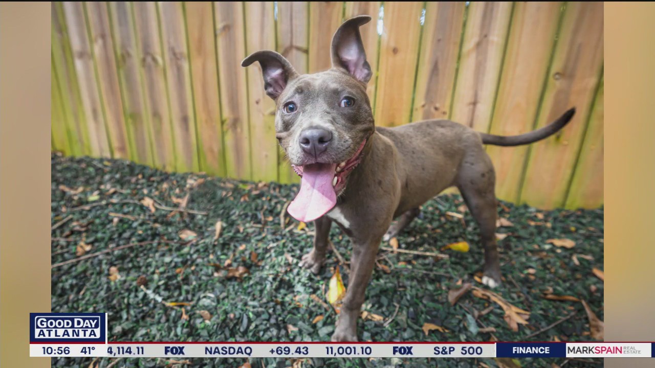 Pet of the Day from PAWS Atlanta
