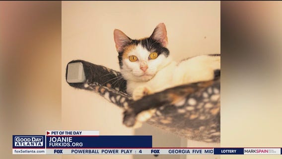 Pets of the Day from FurKids