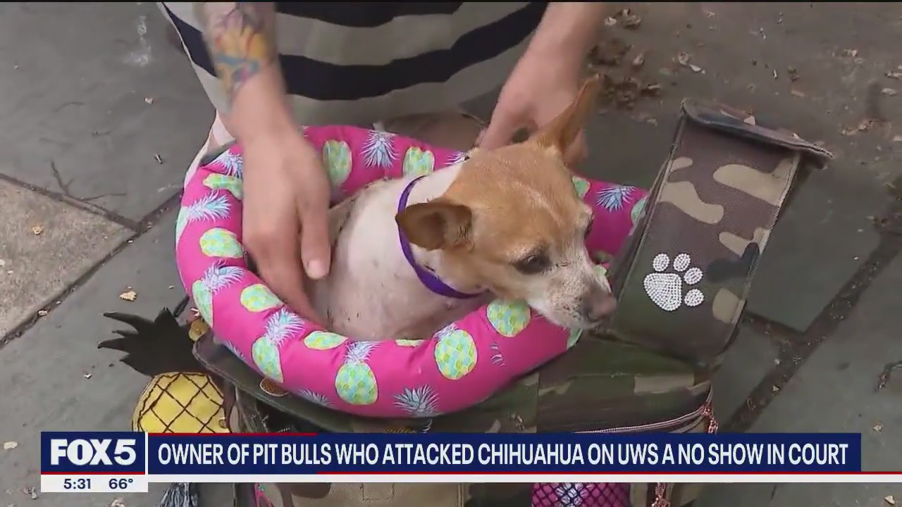 UWS pit bull attack: Owner failed to show up to court
