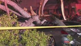 Tree lands on car, temporarily knocks out power