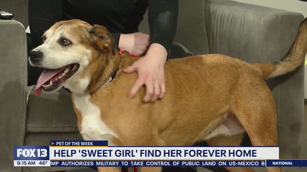 Pet of the Week: Sweet Girl
