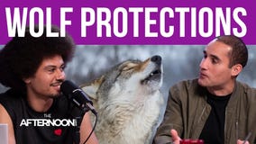 Should wolves stay protected? Expert weighs in.