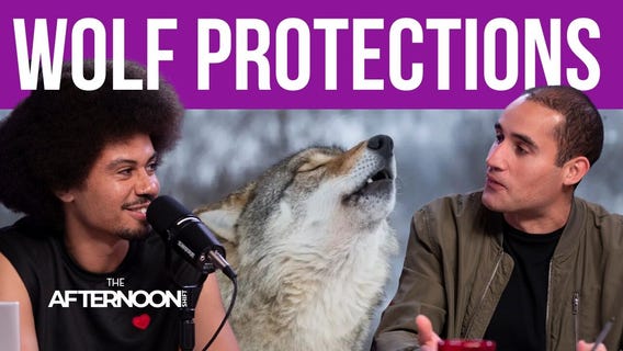 Should wolves stay protected? Expert weighs in.