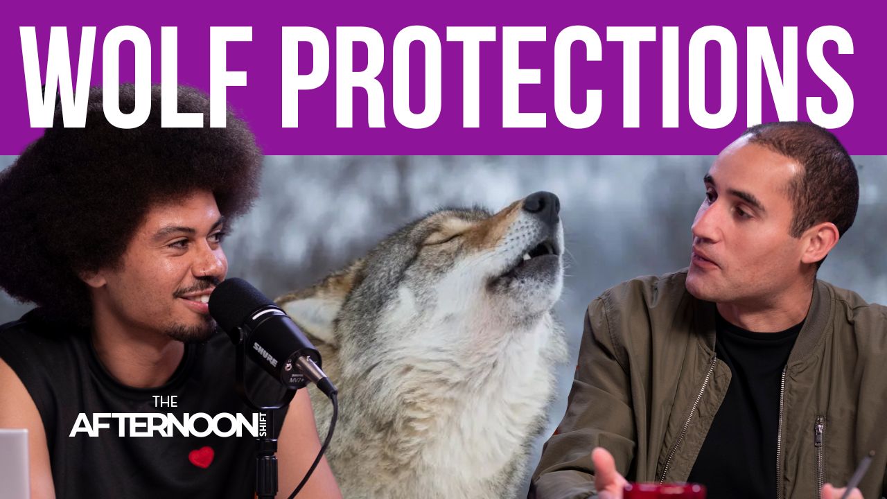 Should wolves stay protected? Expert weighs in.