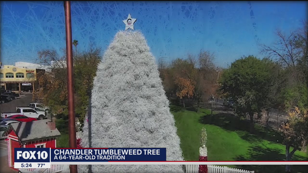 Tumbleweed tree goes up in Chandler, marking the start of the holiday season