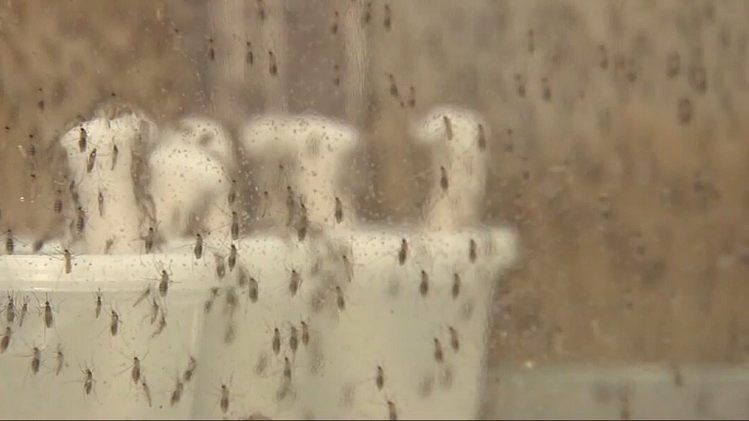 West Nile cases rising in Dallas County