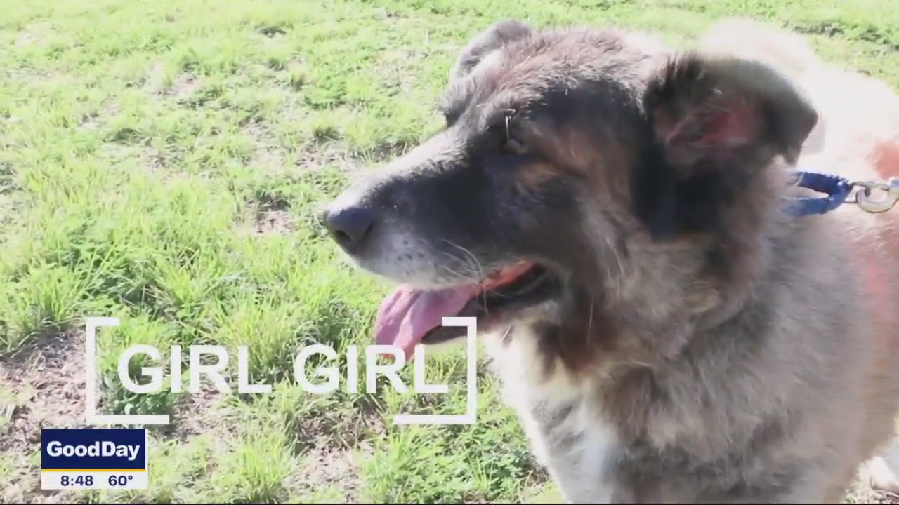 Dog of the Day: Girl Girl