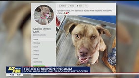 Local shelter using social media to help animals find forever homes