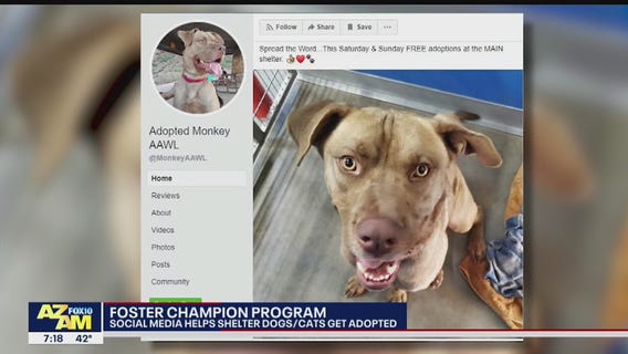 Local shelter using social media to help animals find forever homes