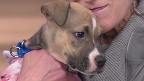 Meet Marulah: Our Pet of the Day