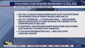 $25K reward offered in Arizona elk poaching case