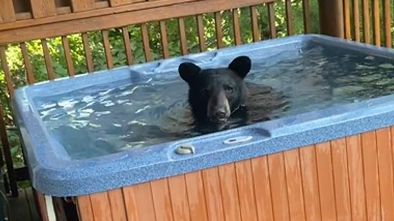 Black bear splashes around in hot tub: 'Where's the party at?'