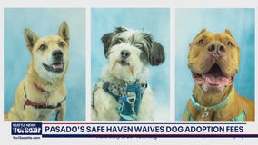 Pasado's Safe Haven waives dog adoption fees