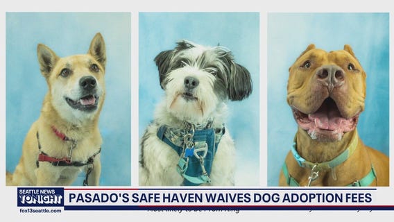 Pasado's Safe Haven waives dog adoption fees