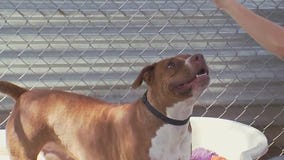 Dog of the Weekend: Liddy at Austin Animal Center