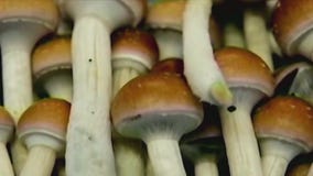 Can psychedelics help veteran mental health?