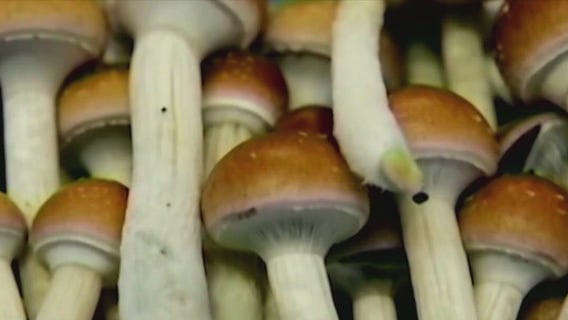 Can psychedelics help veteran mental health?