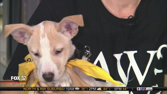 Mike's Perfect Pets: Cali