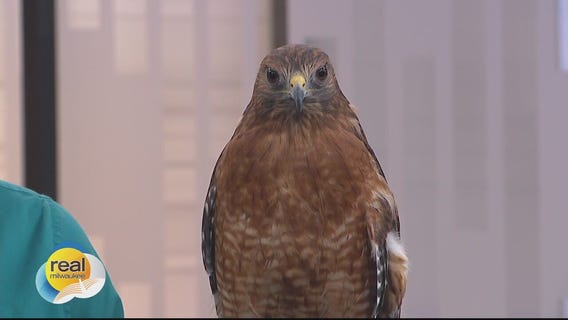 Meet Atlas! Schlitz Audubon Nature Center's Red-Shouldered Hawk