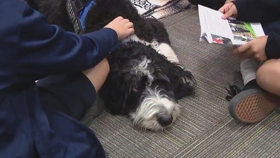 Meet Mabel: A therapy dog for Glendale students