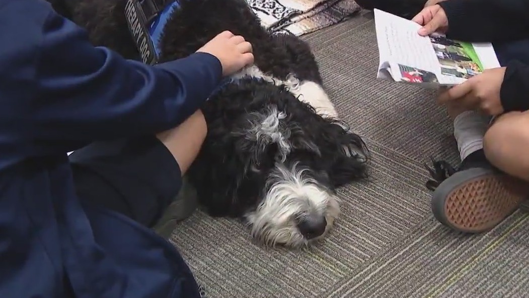 Meet Mabel: A therapy dog for Glendale students
