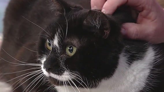 Meet Bailey Girl: Our Pet of the Day