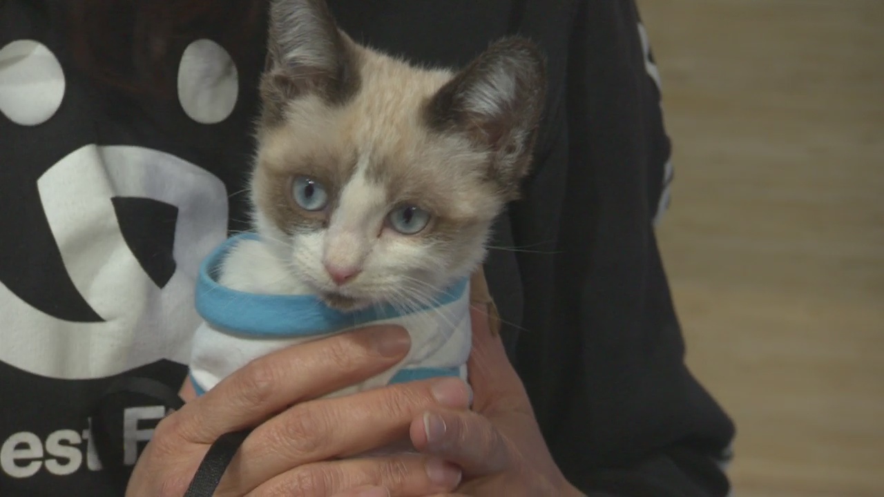 Pet Project: Applesauce at Best Friends Animal Society