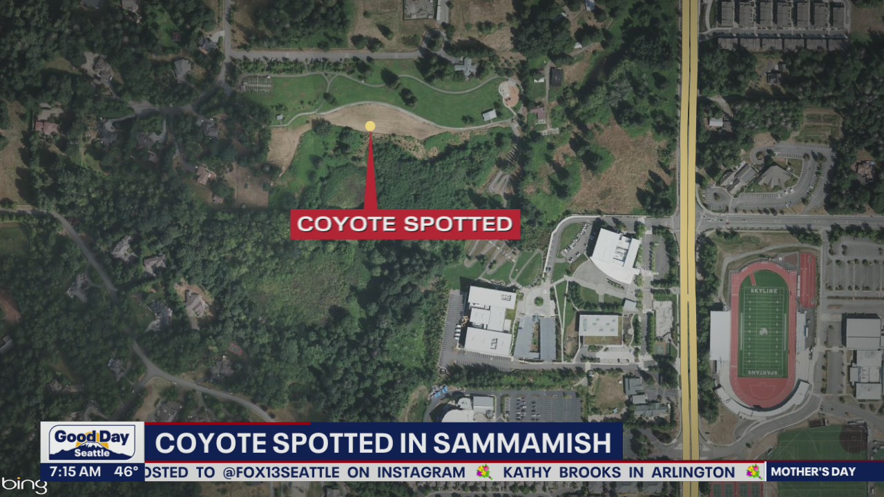 Coyote spotted in Sammamish near Skyline High School
