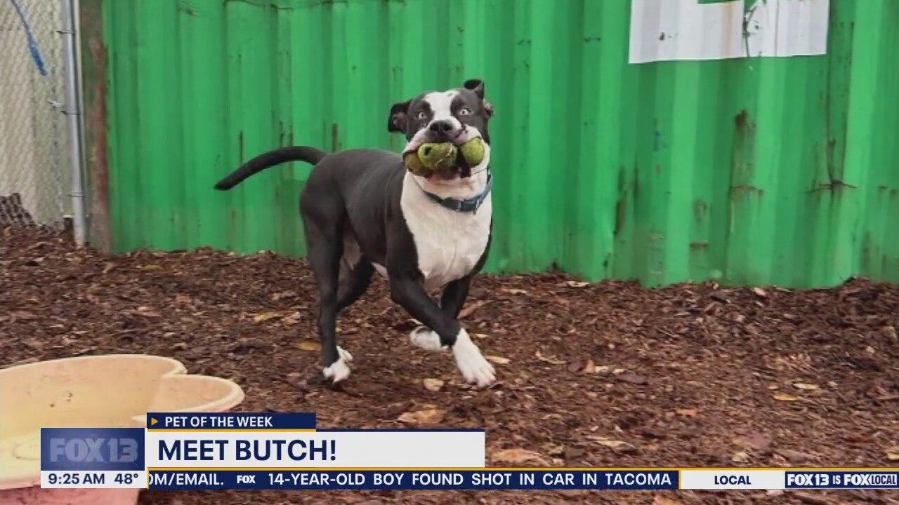 Pet of the Week: Butch
