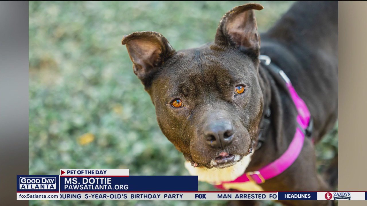 Pet of the Day from Paws Atlanta