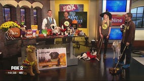 Keeping pets occupied during trick-or-treating