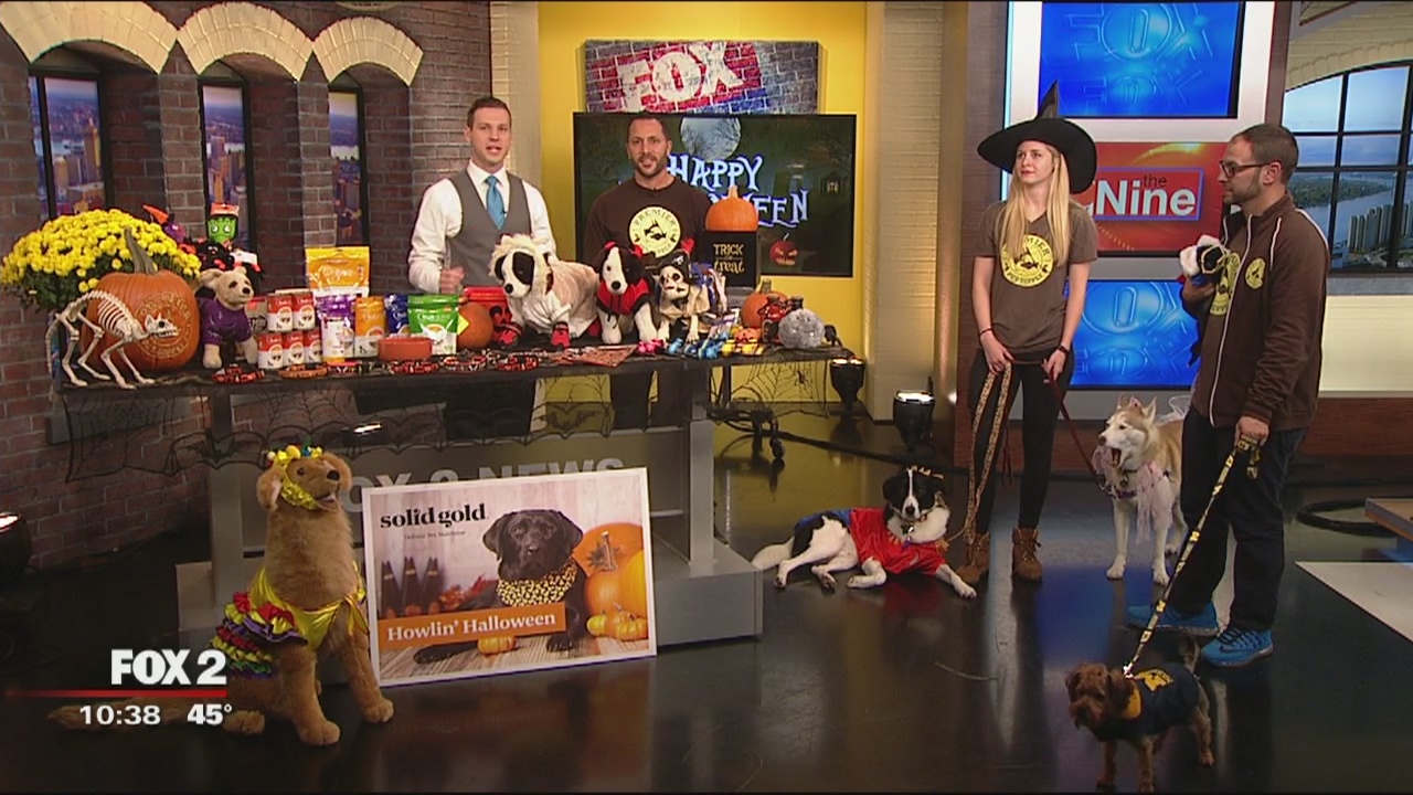 Keeping pets occupied during trick-or-treating
